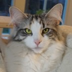 SE*Jacama's Villemo Vallmo, fs 03 23