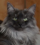 CH S*Kronängens Alicia Spinnet, ns