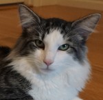 S*Felis Ultima Whisky, ns 03 23