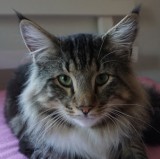 CH S*Fridalas Hamlet, n 09 22