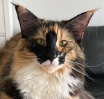 NO*Loza's Fröydis, fs 09