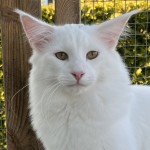 S*Viento's Master Touch, w 64