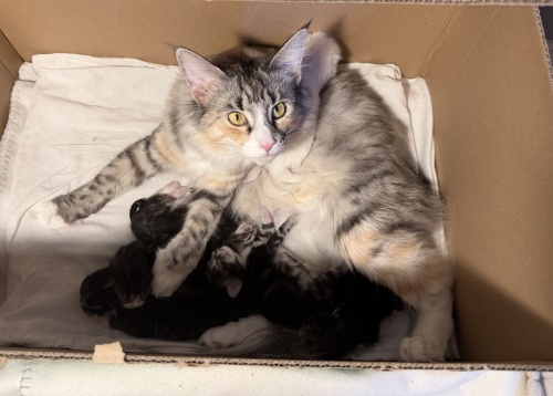 T2-kullen föddes 2026.02.26