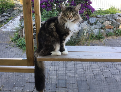 3 år 3 år