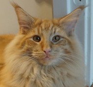 S*Hemligheten's Dumle, d S*Hemligheten's Dumle, d