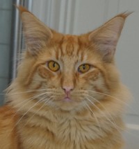 S*Hemligheten's Dumle, NFO d S*Hemligheten's Dumle, NFO d
