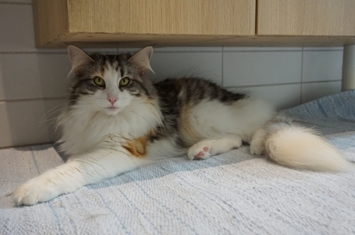 2,5 år 2,5 år
