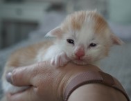 TILL SALU / FOR SALE TILL SALU / FOR SALE