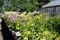 Blomstertobak i mängder! Vi odlar våra sommarblommor utan kemiska förkortningsmedel.