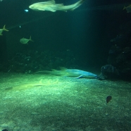 Villa Arelid Nyheter Universeum 4 Villa Arelid Nyheter Universeum 4