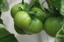 Villa Arelid På Grön Rehab Tomatplanta Villa Arelid På Grön Rehab Tomatplanta