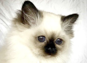 Bell_1 Bell_1