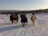 Islandshästar på vinterföre