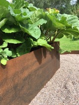 Stora odlingsramar i cortenplåt finns på GardenSteel i Kvibille- de går att få i olika storlekar och mått och vi fraktar de inom Halmstad- Falkenberg- Varberg och hela Sverige Stora odlingsramar i cortenplåt finns på GardenSteel i Kvibille- de går att få i olika storlekar och mått och vi fraktar de inom Halmstad- Falkenberg- Varberg och hela Sverige