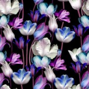 Flower Tulips