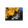 NYHET Diamond Painting - daisy Flower cat 30*40 fyrkantig