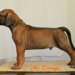 Orangest