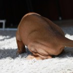 IMG_0125
