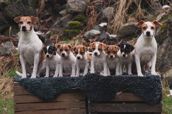 H-kullen 2024 - Bagge, Pumbaa, Brownie, Kaaos, Milo, Bonnie, Rex & Billie