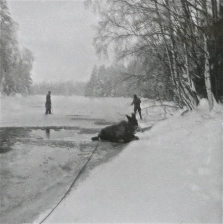 Räddning av älg ovanför dammen i Hån på 1960-talet. Foto: Maj Eriksson.