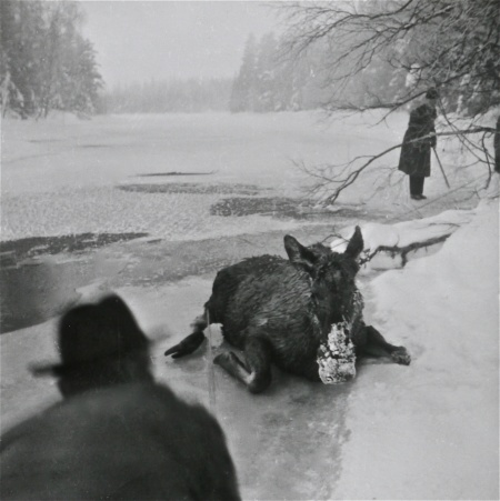 Räddning av älg ovanför dammen i Hån på 1960-talet. Foto: Maj Eriksson.