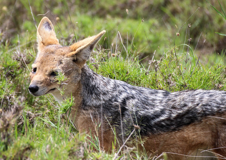 Schabrakschakal (Canis mesomelas) Schabrakschakal (Canis mesomelas)