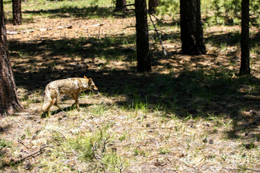 Prärievarg eller Coyote (Canis latrans)