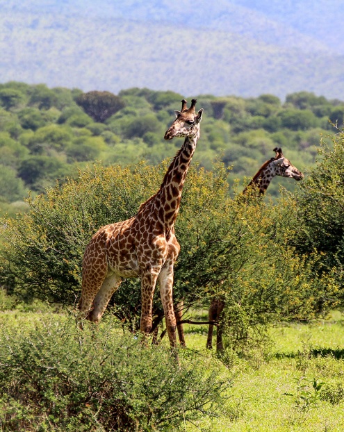 Giraff (Giraffa camelopardalis)