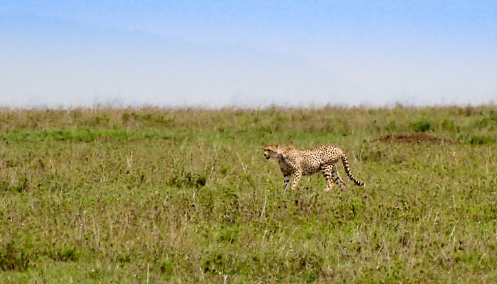 ​​​​​​​Gepard (Acinonyx jubatus)
