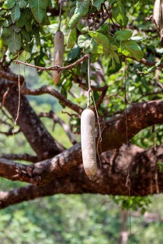 Korvträd (Kigelia africana)