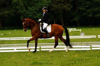 Holsteins Florentino Tävling 2016 i Holland