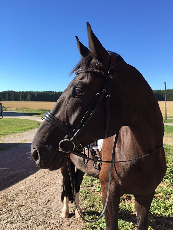 Entutu efter ridpasset idag Entutu efter ridpasset idag