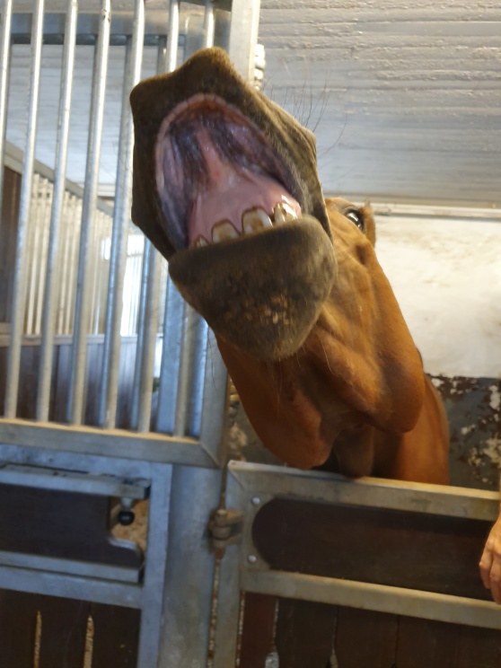 Belinda hälsar också att hon nu efter träningen med Sissi nu också kan fatta höger galopp, det är ju busenkelt! Belinda hälsar också att hon nu efter träningen med Sissi nu också kan fatta höger galopp, det är ju busenkelt!