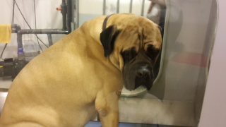 Ralph 75 kg mars 2017 Ralph 75 kg mars 2017