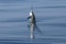 jumping sailfish 065