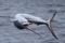 jumping sailfish 011