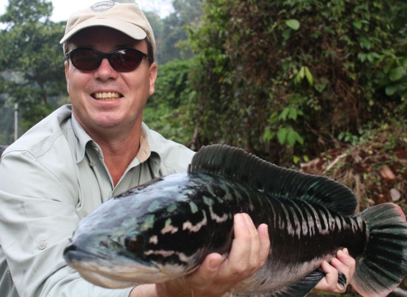 Lake Kenyir Giant Snakehead fishing trips