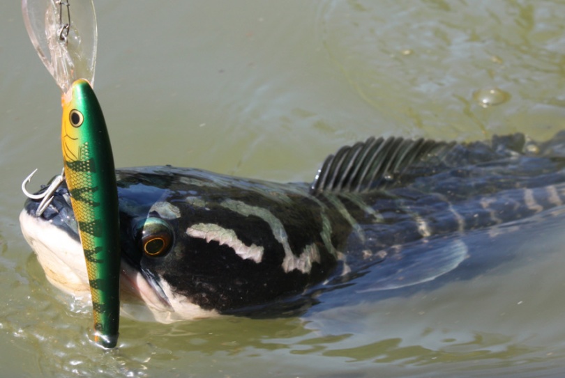 Lake Temenggor Giant Snakehead fishing trips