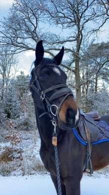 Foto: S.Hägg