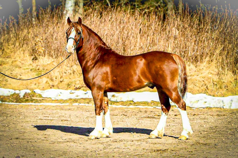 @Camilla Görander/Stuteri Wish