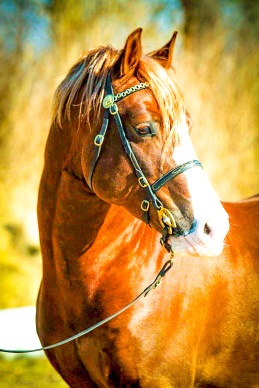 @Camilla Görander/Stuteri Wish