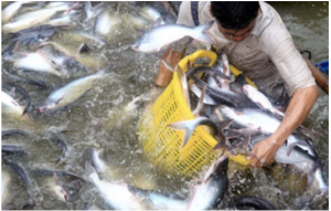 By Toan Dao, SeafoodSource By Toan Dao, SeafoodSource