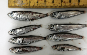 Mesopelagisk fisk. Arkivbild. Mesopelagisk fisk. Arkivbild.