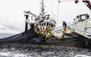 Credit: Photo: Norwegian Seafood Council / Grethe Hillersøy (2017) Credit: Photo: Norwegian Seafood Council / Grethe Hillersøy (2017)