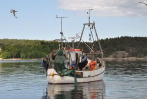 Trålning efter räka. Här används en trål med rist (galler). Trålen har en flyktöppning i taket genom vilken fisk och större skaldjur som inte kan passera ristgallret släpps ut. Foto: Mattias Sköld, SL Trålning efter räka. Här används en trål med rist (galler). Trålen har en flyktöppning i taket genom vilken fisk och större skaldjur som inte kan passera ristgallret släpps ut. Foto: Mattias Sköld, SL