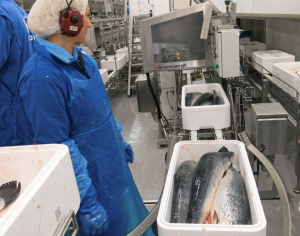 MEST ISOPORKASSER: Pakking av laks i isoporkasser på Grieg Seafood Finnmark sitt lakseslakteri i Alta. Isoporkasser er den klart mest vanlige emballasjen for sjømat. FOTO: AGNAR BERG MEST ISOPORKASSER: Pakking av laks i isoporkasser på Grieg Seafood Finnmark sitt lakseslakteri i Alta. Isoporkasser er den klart mest vanlige emballasjen for sjømat. FOTO: AGNAR BERG