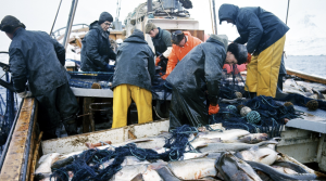 Den delen av verdensfiskeproduksjon som kommer fra fangst har vært noenlunde konstant siden 1990. FOTO: SVEIN HAMMERSTAD / NTB SCANPIX Den delen av verdensfiskeproduksjon som kommer fra fangst har vært noenlunde konstant siden 1990. FOTO: SVEIN HAMMERSTAD / NTB SCANPIX