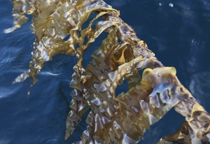 Austevoll Seaweed Farm produserer for øyeblikket sukkertare hovedsaklig til human konsum. Foto: Austevoll Seaweed Farm. Austevoll Seaweed Farm produserer for øyeblikket sukkertare hovedsaklig til human konsum. Foto: Austevoll Seaweed Farm.