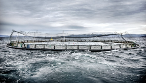 Fiskodlingar är något som kan leda till att haven exploateras ytterligare. Foto: Tomas Oneborg/SvD/TT Fiskodlingar är något som kan leda till att haven exploateras ytterligare. Foto: Tomas Oneborg/SvD/TT