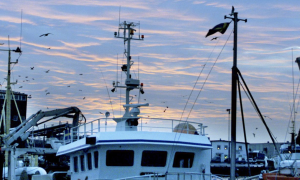 Illa skött. Att i princip all fisk som fiskas ute i Västerhavet bereds i Danmark är ju inte bara ett problem för livsmedelsförsörjningen – det omöjliggör för svensk fiskenäring att utveckla hela produ Illa skött. Att i princip all fisk som fiskas ute i Västerhavet bereds i Danmark är ju inte bara ett problem för livsmedelsförsörjningen – det omöjliggör för svensk fiskenäring att utveckla hela produ